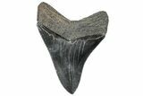 Serrated, Fossil Megalodon Tooth - South Carolina #306300-2